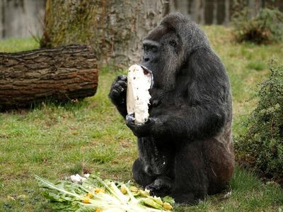 Tingkah Lucu Gorila yang Lahap Makan Kue Ulang Tahun