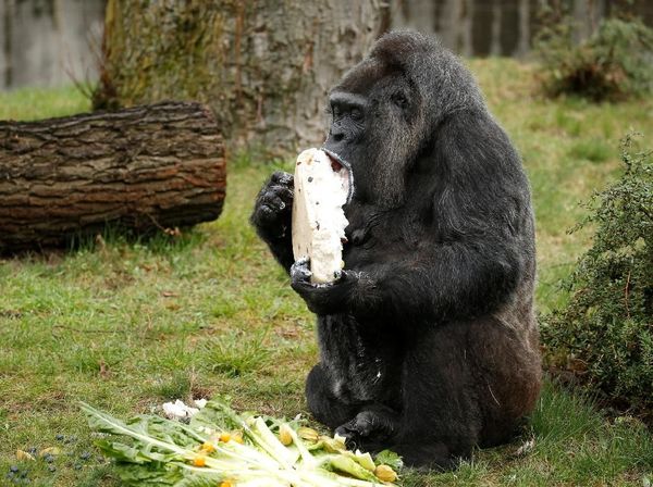 Tingkah Lucu Gorila yang Lahap Makan Kue Ulang Tahun