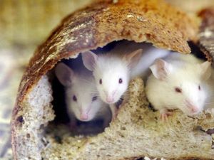 Beredar Video Tikus dalam Bungkus Roti, Gerai Fast Food Ini Tutup Beredar Video Tikus dalam Bungkus Roti, Gerai Fast Food Ini Tutup