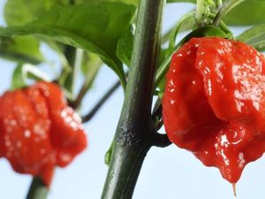 Seberapa Pedas Habanero? Ini Penjelasan dan Asal-usulnya