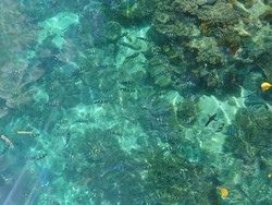 7 Hal yang Perlu Diperhatikan Sebelum ke Raja Ampat