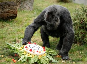 Fancy! Gaya Gorila Rayakan Ulang Tahun Ke-10