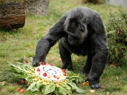 Fancy! Gaya Gorila Rayakan Ulang Tahun Ke-10