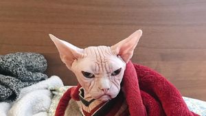 Foto: Loki, Kucing Judes yang Jadi Selebgram dan Viral