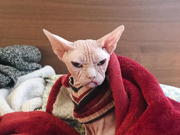 Foto: Loki, Kucing Judes yang Jadi Selebgram dan Viral