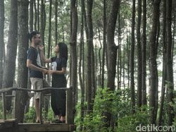 Wisata Jogja Nggak Cuma Malioboro, Ada Hutan Pinus Juga