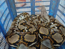 Potong Rumput di KBT, Petugas Temukan Sanca 4 Meter