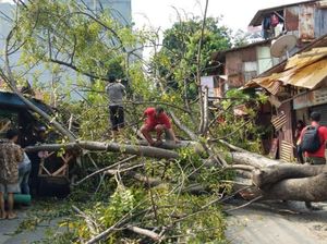 Akar Lapuk, Pohon Besar Tumbang di Jakbar