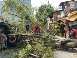 Akar Lapuk, Pohon Besar Tumbang di Jakbar