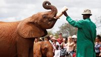 Foto: Mengintip Kelakuan Bayi-bayi Gajah di Kenya