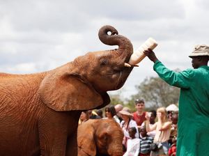 Foto: Mengintip Kelakuan Bayi-bayi Gajah di Kenya Foto: Mengintip Kelakuan Bayi-bayi Gajah di Kenya