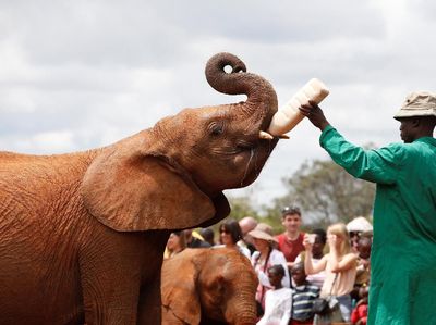 Foto: Mengintip Kelakuan Bayi-bayi Gajah di Kenya