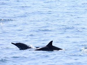 Liburan ke Lampung, Ada Lumba-lumba di Pulau Pisang