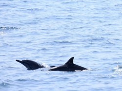 Liburan ke Lampung, Ada Lumba-lumba di Pulau Pisang