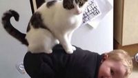 Ya Ampun, Kucing Jahil Banget Pada si Kecil