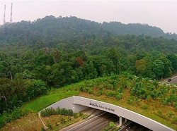 Kamu Tahu Nggak, Ada Jembatan Khusus Hewan di Singapura