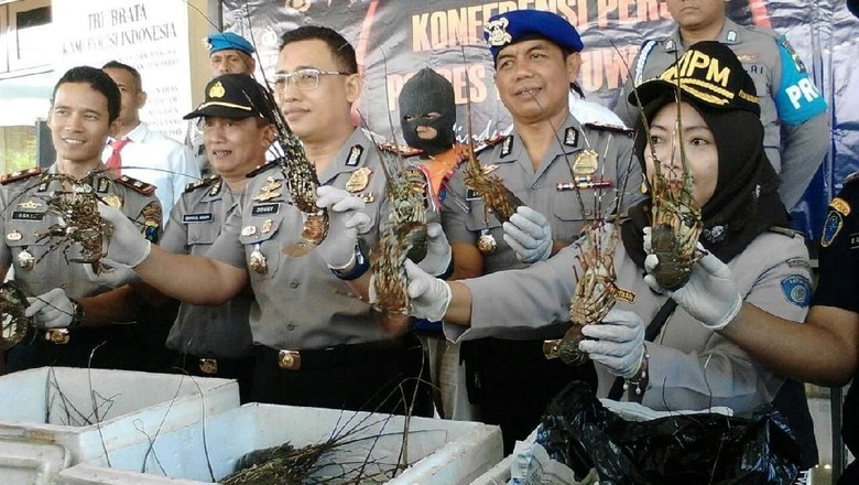 Jual Lobster di Bawah Ukuran, Pengusaha Ikan di Banyuwangi Diciduk