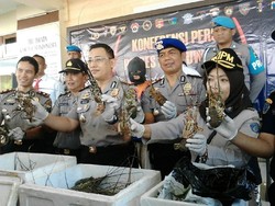 Jual Lobster di Bawah Ukuran, Pengusaha Ikan di Banyuwangi Diciduk