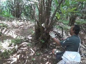 Harga Tak Semanis Rasanya, Petani Salak Organik Jombang Menjerit