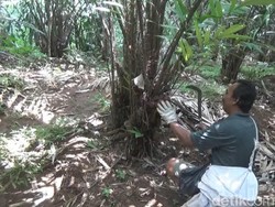 Harga Tak Semanis Rasanya, Petani Salak Organik Jombang Menjerit