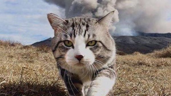 Foto: Cat-genic! Gaya Kucing Ini Mirip Banget Model