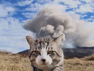 Foto: Cat-genic! Gaya Kucing Ini Mirip Banget Model
