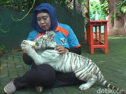 Mau Digigit Flash? Ini Bayi Harimau Benggala di Maharani Zoo
