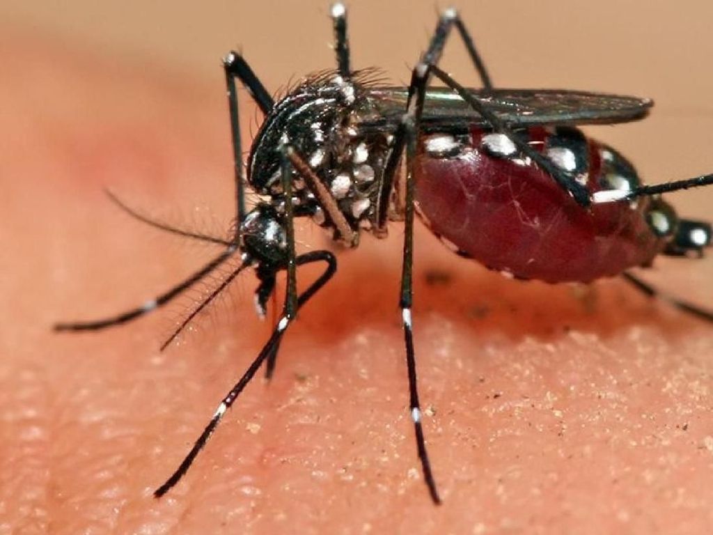 Catat, Tempat-Tempat Ini Paling Disukai Nyamuk untuk Ngumpet