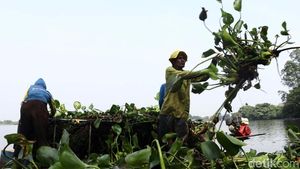 Pembersihan Eceng Gondok di Situ Cipondoh