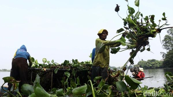 Pembersihan Eceng Gondok di Situ Cipondoh