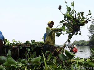 Pembersihan Eceng Gondok di Situ Cipondoh