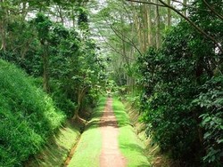 Wilayah Paling Tinggi di Singapura yang Jadi Cagar Alam, Ini Profilnya