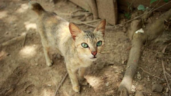 Foto: Pulau Kucing di Indonesia