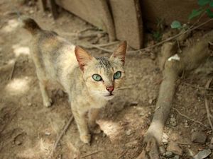 Foto: Pulau Kucing di Indonesia