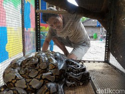 Warga di Boyolali Tangkap Ular Piton Lagi, Ini Dia Penampakannya