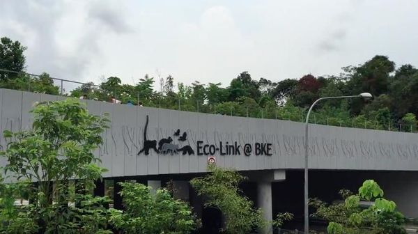 Perhatian! Jembatan Ini Khusus untuk Hewan