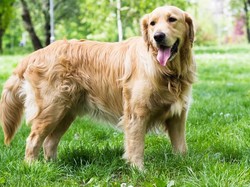 Anjing Pemandu Ini Dilatih Untuk Melacak Burger Whopper