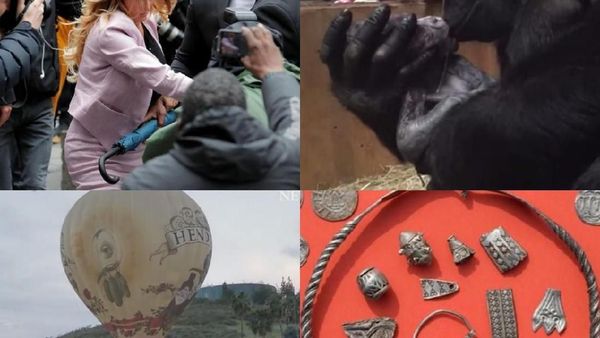 Riuh Dunia dalam Gambar: Bayi Gorila, Selingkuhan Trump Bikin Heboh