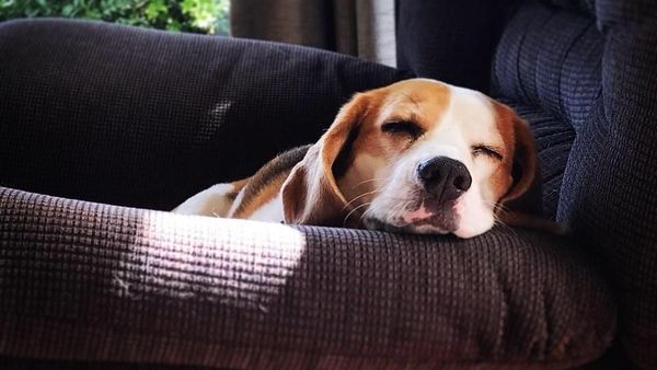Foto: Benny, Anjing yang Bikin Heboh dan Dicari 1.000 Orang