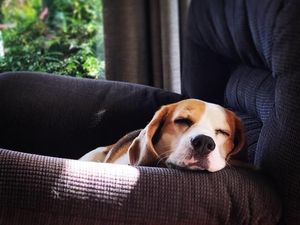 Foto: Benny, Anjing yang Bikin Heboh dan Dicari 1.000 Orang Foto: Benny, Anjing yang Bikin Heboh dan Dicari 1.000 Orang