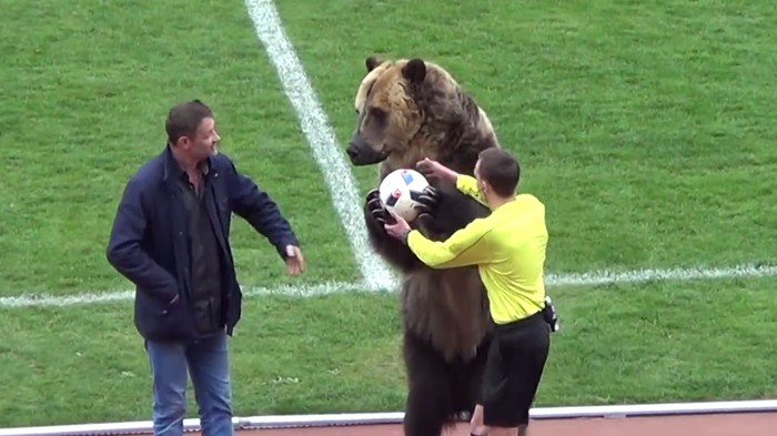Ketika Beruang Buka Laga Sepakbola