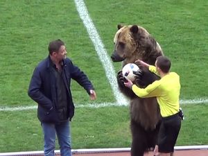 Video Beruang Besar Buka Pertandingan Sepak Bola