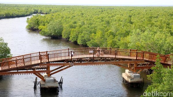 Lihatlah, Ada Hutan Mangrove Secantik Ini di Aceh