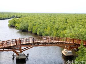 Ini Hutan Mangrove Kekinian di Aceh