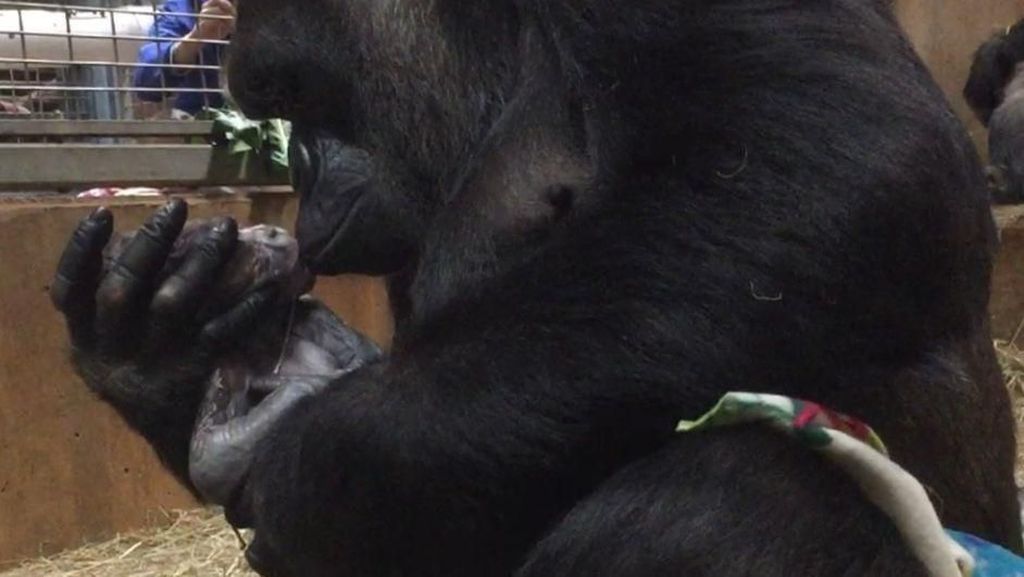 Foto: So Sweet! Momen Gorila Melahirkan dan Cium Bayinya
