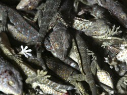 Cara Mengusir Tokek dari Rumah Secara Alami dan Ampuh