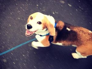 1.000 Orang dan Helikopter Cari Anjing Hilang di Selandia Baru 1.000 Orang dan Helikopter Cari Anjing Hilang di Selandia Baru