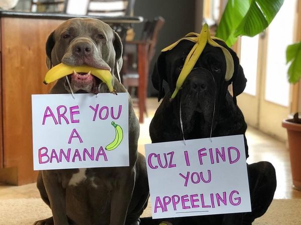 Gemas! Dua Anjing Mastiff Ini Adu Gombal Lewat Foto Makanan