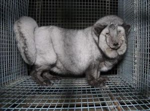 Kondisi Menyedihkan Kandang Hewan yang Bulunya Diambil Demi Fashion