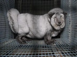 Kondisi Menyedihkan Kandang Hewan yang Bulunya Diambil Demi Fashion